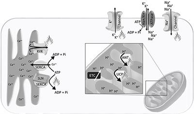 Non-Mammalian Vertebrates: Distinct Models to Assess the Role of Ion Gradients in Energy Expenditure